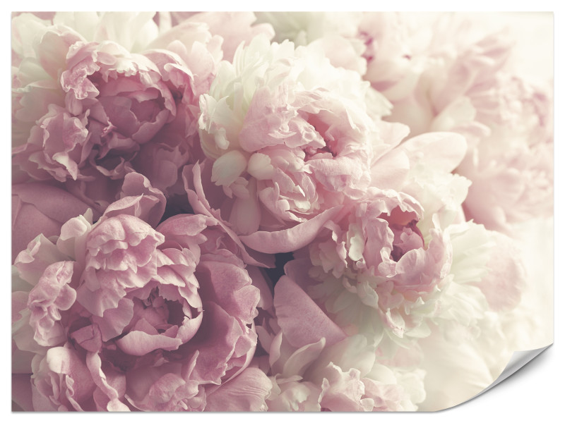Fototapeta Piwonie w stylu vintage 250x175cm 976757