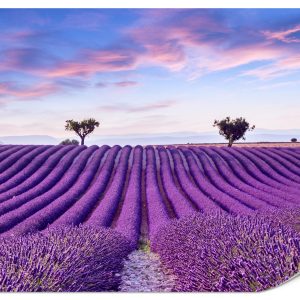 Fototapeta Pole Lawendy 250x175cm 983428 Fototapeta Pole Lawendy 250x175cm 983428