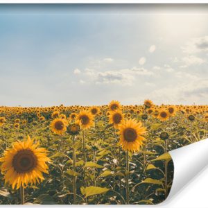 Fototapeta POLE Słoneczników Natura Słońce 400x280cm 257915 Fototapeta POLE Słoneczników Natura Słońce 400x280cm 257915