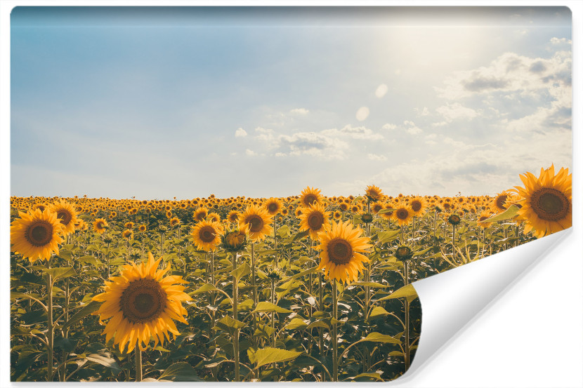 Fototapeta POLE Słoneczników Natura Słońce 450x300cm 258053