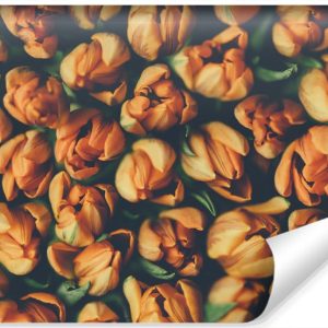 Fototapeta Pomarańczowe TULIPANY Kwiaty 3D 135x90cm 257479 Fototapeta Pomarańczowe TULIPANY Kwiaty 3D 135x90cm 257479