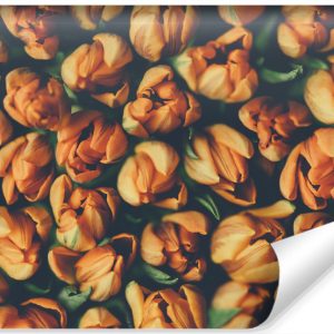 Fototapeta Pomarańczowe TULIPANY Kwiaty 3D 208x146cm 257431 Fototapeta Pomarańczowe TULIPANY Kwiaty 3D 208x146cm 257431