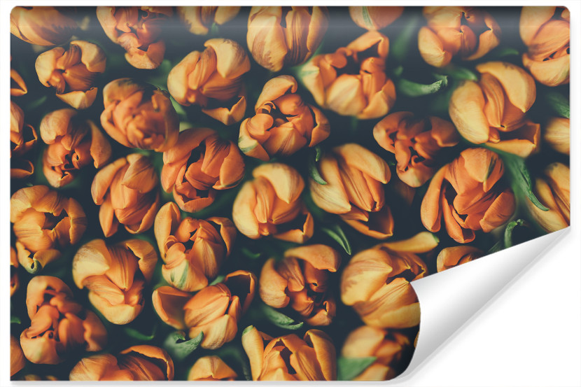 Fototapeta Pomarańczowe TULIPANY Kwiaty 3D 368x280cm 257593