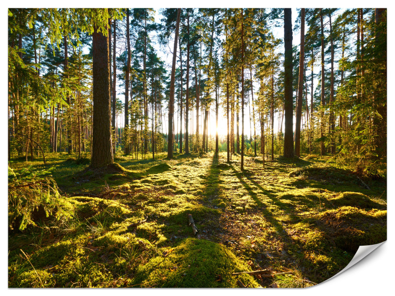 Fototapeta Promienie słońca między drzewami 150x105cm 976892