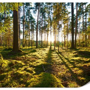 Fototapeta Promienie słońca między drzewami 400x280cm 976843 Fototapeta Promienie słońca między drzewami 400x280cm 976843