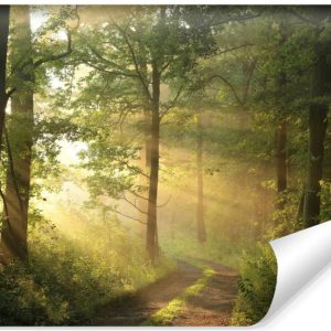 Fototapeta Promienie Słońca W Lesie 3D 135x90cm 226860 Fototapeta Promienie Słońca W Lesie 3D 135x90cm 226860