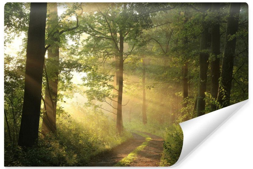 Fototapeta Promienie Słońca W Lesie 3D 368x280cm 226870