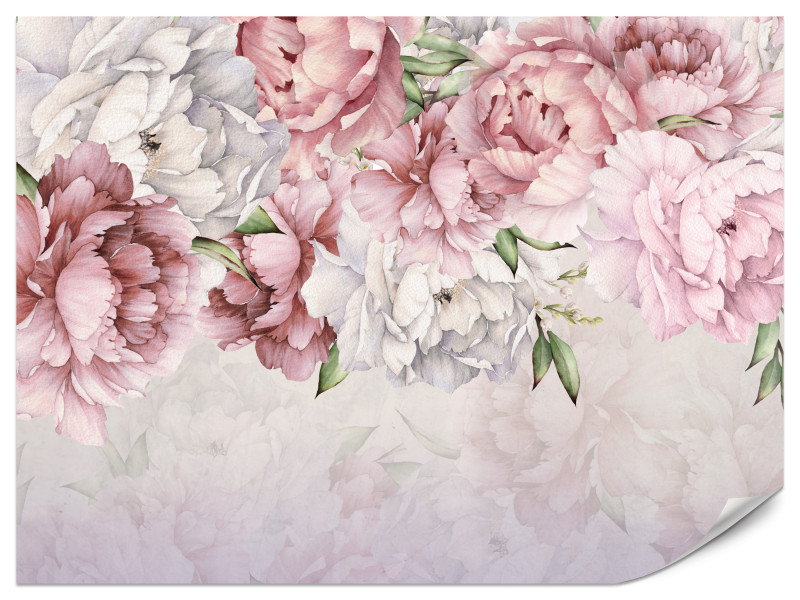 Fototapeta Różowe piwonie 300x210cm 984726