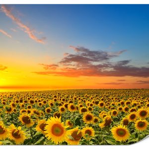 Fototapeta Zachód słońca nad polem słoneczników 3D 150x105cm 985791 Fototapeta Zachód słońca nad polem słoneczników 3D 150x105cm 985791