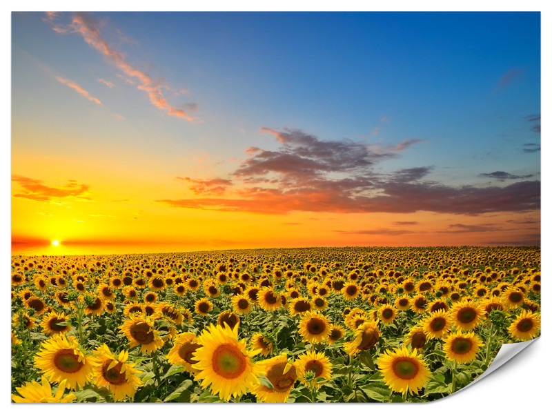 Fototapeta Zachód słońca nad polem słoneczników 3D 250x175cm 985487