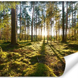 Fototapeta Zachód Słońca w Lesie 368x254cm 82664 Fototapeta Zachód Słońca w Lesie 368x254cm 82664