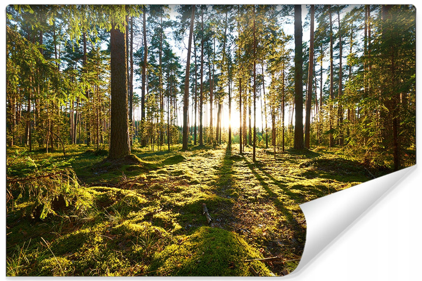 Fototapeta Zachód Słońca w Lesie 416x254cm 82710
