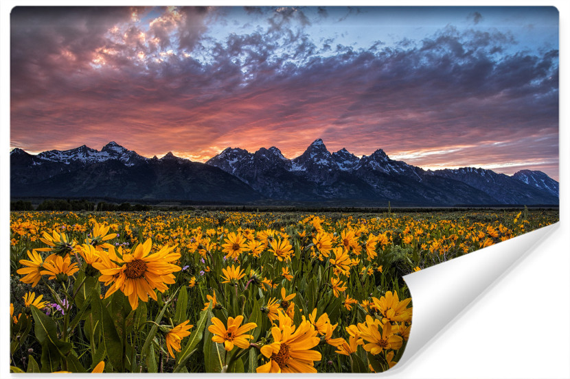 Fototapeta ZACHÓD Słońca Żółte Kwiaty 3D 208x146cm 257942