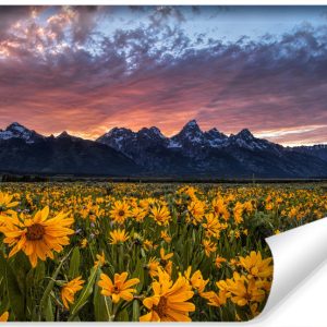 Fototapeta ZACHÓD Słońca Żółte Kwiaty 3D 90x60cm 258025 Fototapeta ZACHÓD Słońca Żółte Kwiaty 3D 90x60cm 258025