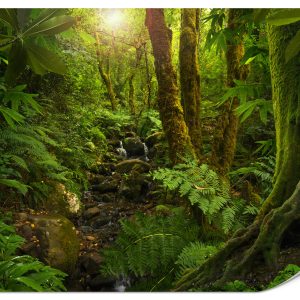 Fototapeta Zieleń w lesie 350x256cm 983126
